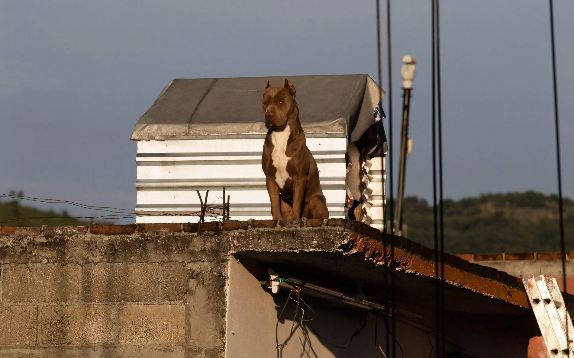 943211_Perro Confinado en Azotea-1_web